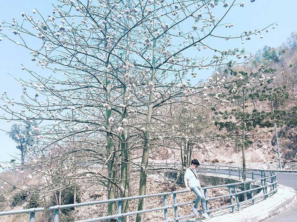 Cây bông gòn - đường lên ngọn Hải Đăng