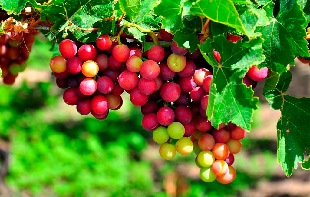 Dac-san-Ninh-Thuan Top 5 đặc sản ở Ninh Thuận có thể mua về làm quà.