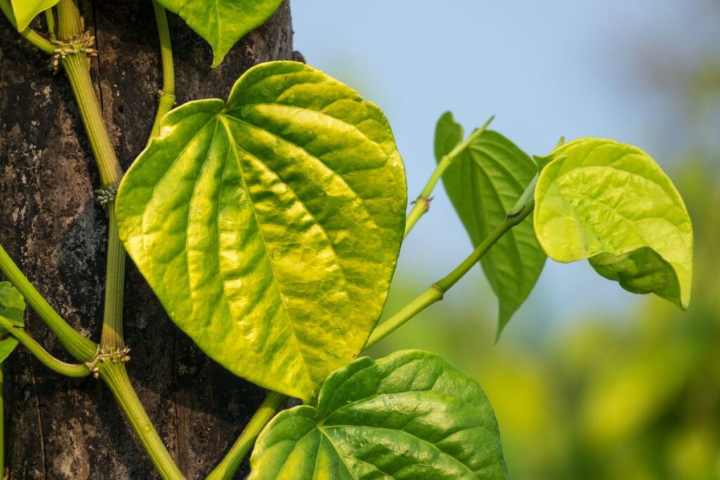 dung-la-trau-khong-duong-da-khong-phai-ai-cung-hop Dung la trau khong duong da khong phai ai cung hop