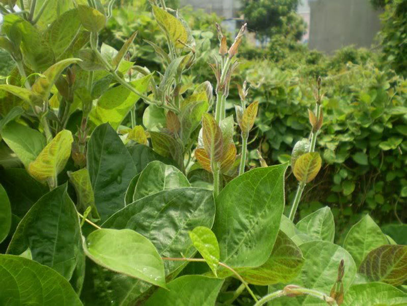 la-mo Lá mơ là nguyên liệu chính làm nên bánh lá