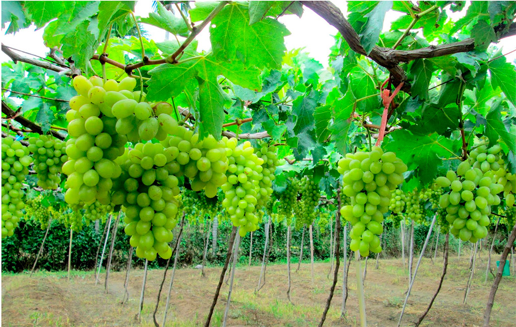 nho-ninh-thuan Nho, trái cây Ninh Thuận được nhiều người yêu thích