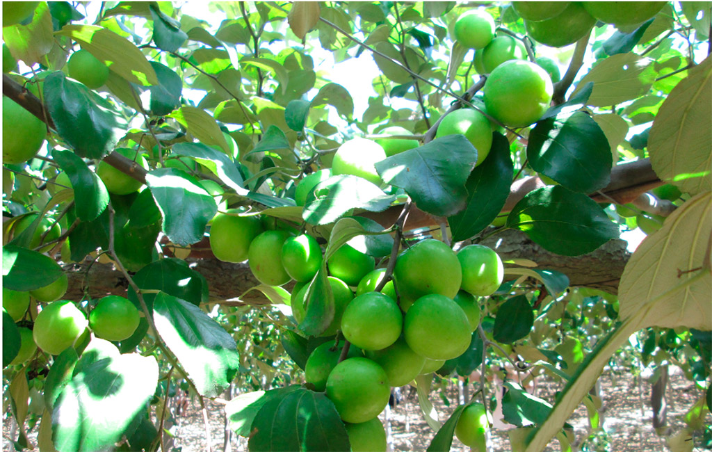 tao-ninh-thuan Táo xanh, đặc sản tỉnh Ninh Thuận rất thu hút