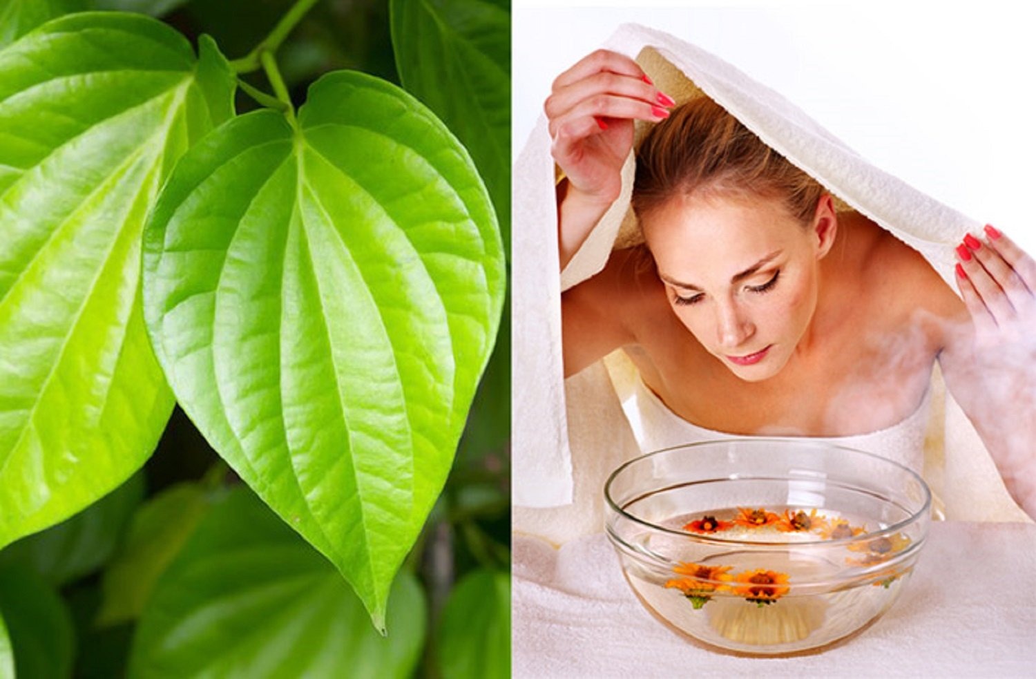 thai-doc-da-thong-qua-lieu-phap-xong-hoi-voi-la-trau-khong Thai doc da thong qua lieu phap xong hoi voi la trau khong