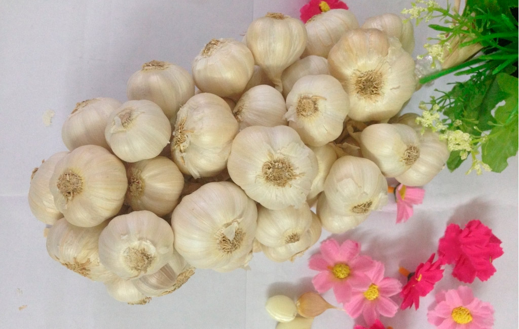 toi-ninh-thuan Tỏi, đặc sản ở Ninh Thuận.